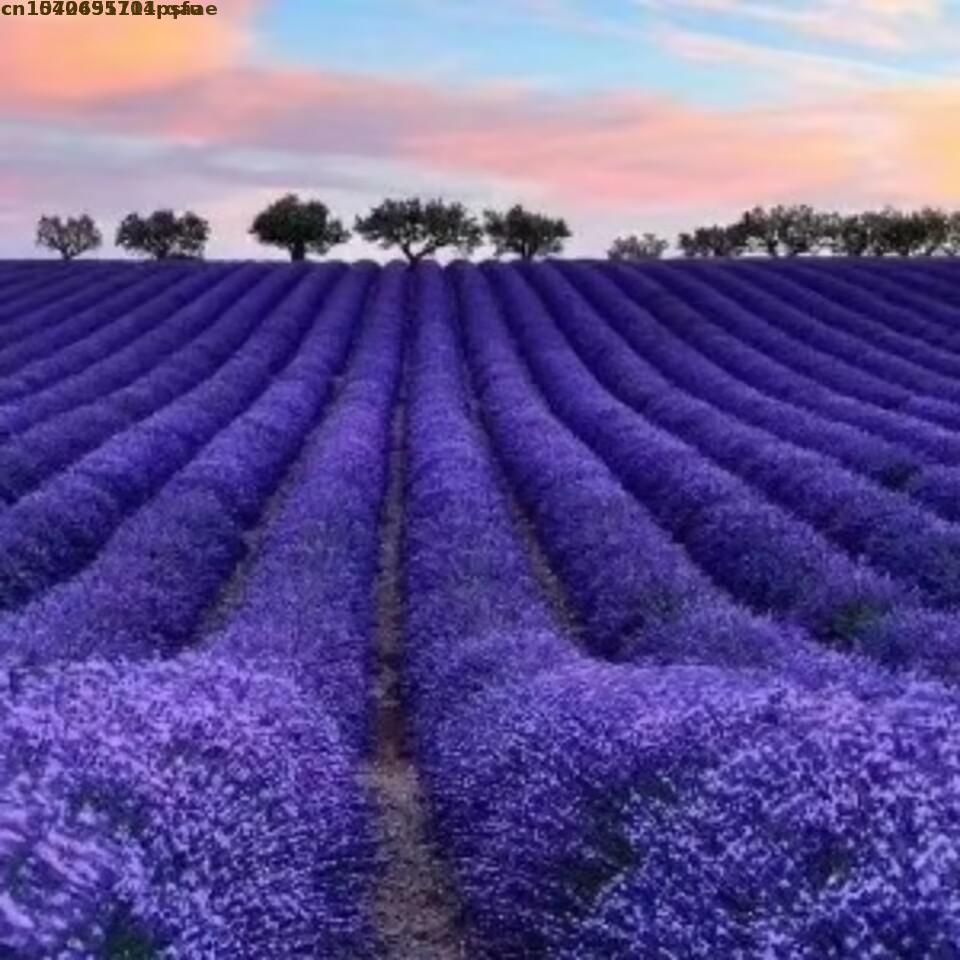 100% Natural Dried Flowers Lav - Soap Making Art recensione e prezzo